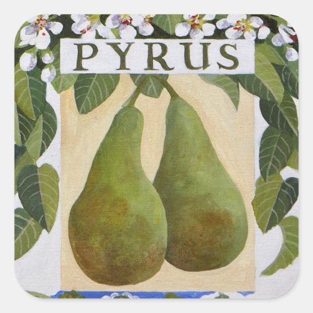 Pyrus Square Sticker (Front)