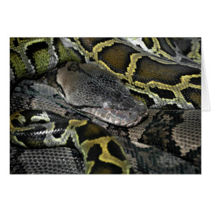 Python molurus bivittatus