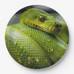 Python Paper Plate