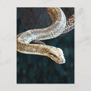 Python Snake Postcard