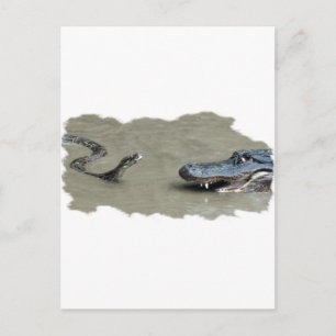 Python vs Alligator Postcard