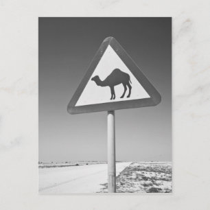 Qatar, Al Zubarah. Camel Crossing Sign-Road to Postcard