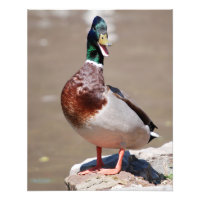 Quacking Mallard Duck