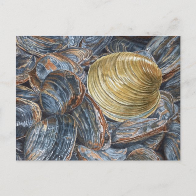 Quahog and Clams Postcard (Front)
