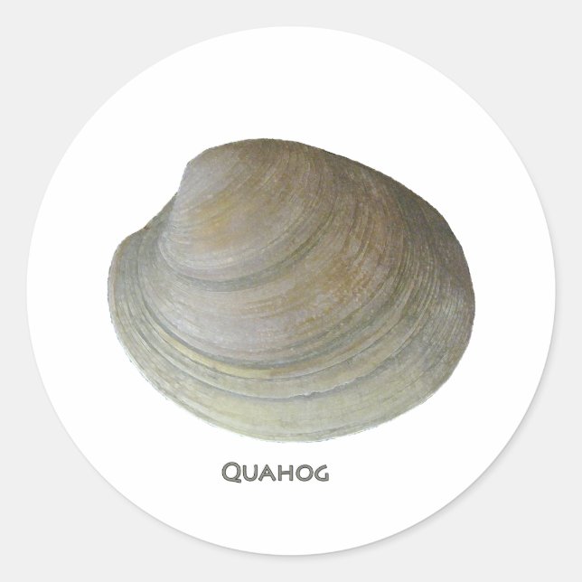 Quahog Clam Classic Round Sticker (Front)