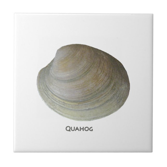 Quahog Clam Tile (Front)