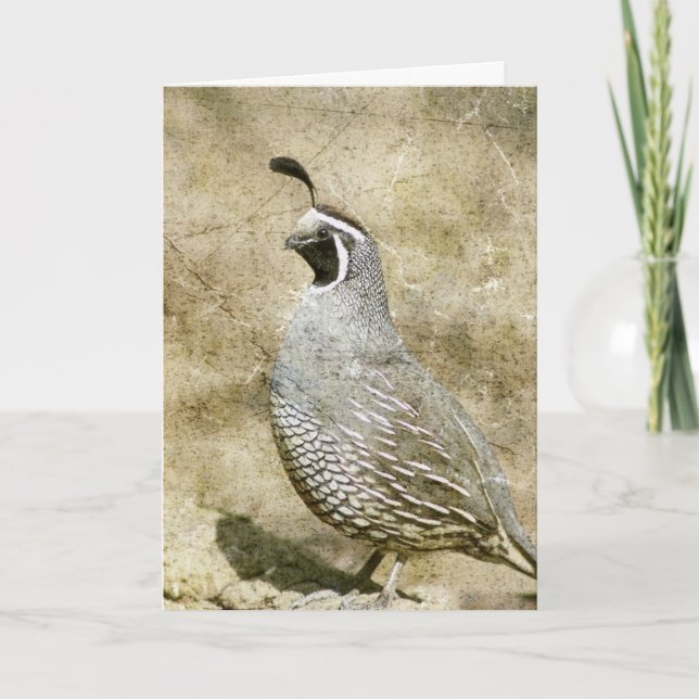 Quail, birthday card (Front)
