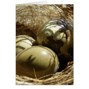 Quail Eggs