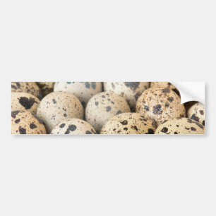 Quail Eggs Bumper Sticker