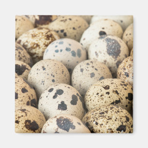 Quail Eggs Magnet