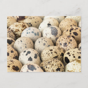 Quail Eggs Postcard