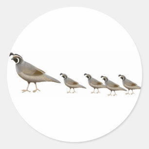 Quail Family Sticker