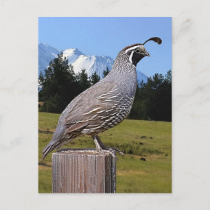 QUAIL ON DREAM POINT POSTCARD