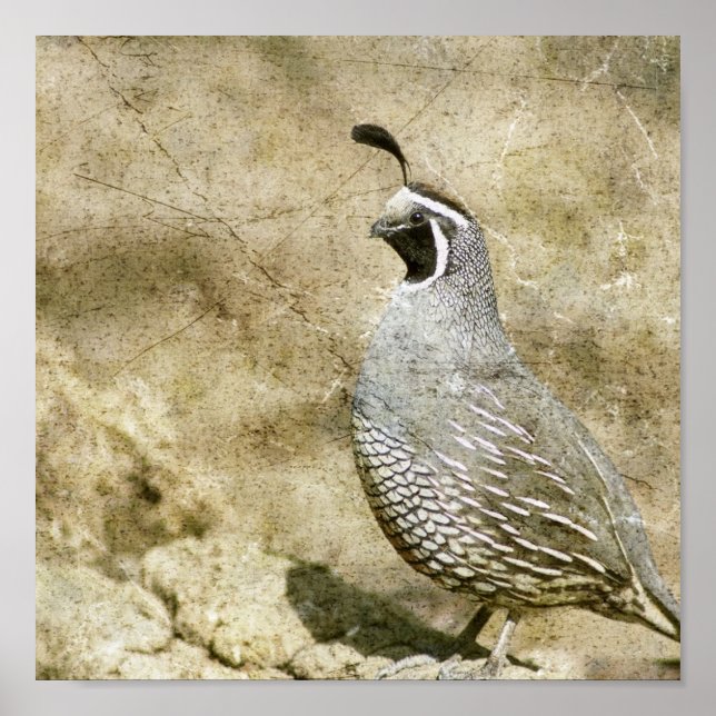 Quail Poster (Front)