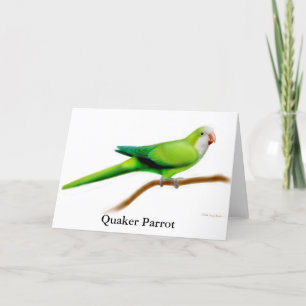 Quaker Parrot Greeting Card