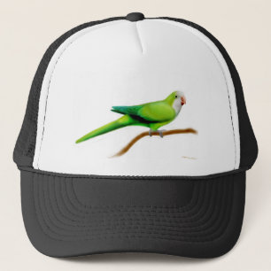 Quaker Parrot Hat