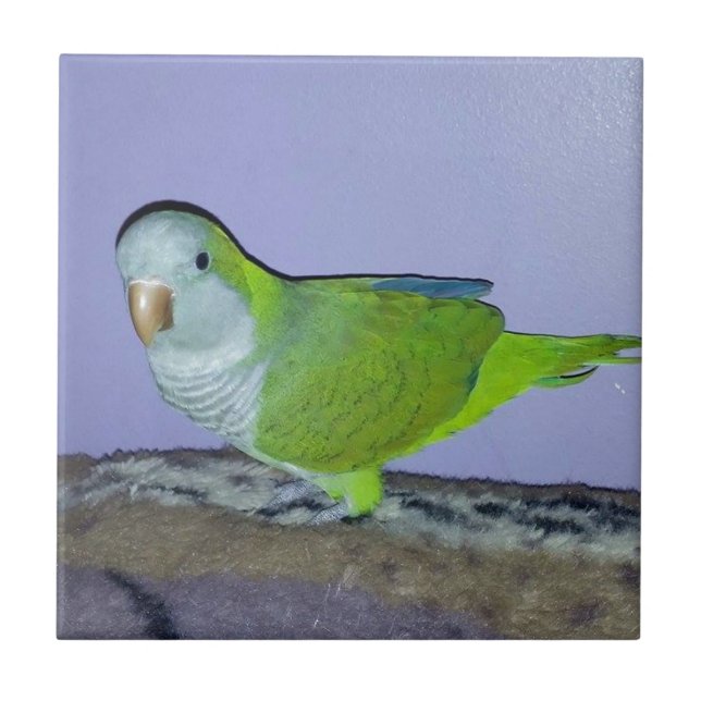 Quaker Parrot Tile (Front)