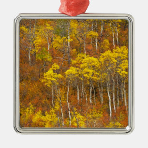 Quaking aspen grove in peak autumn colour in 2 metal tree decoration