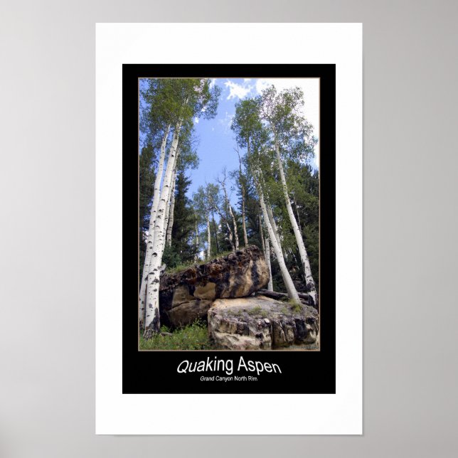 Quaking Aspen Trees Tower Over Unearthed Boulders Poster (Front)
