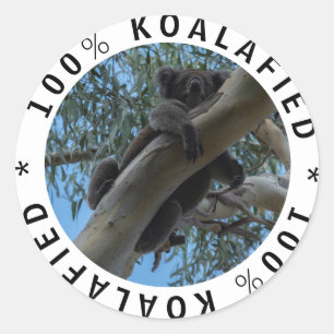 Qualified Koalafied Cute Funny Koala in a Tree Classic Round Sticker