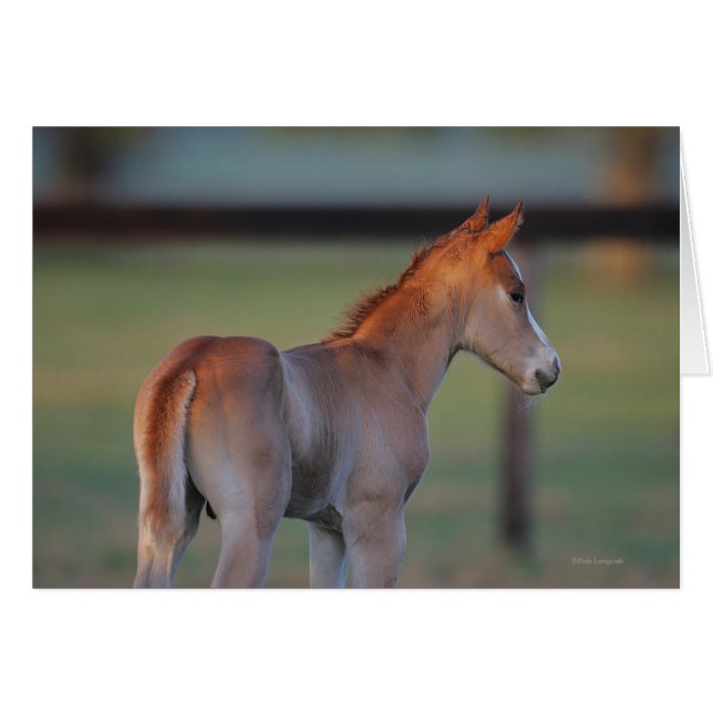 Quarter Horse Foal (Front Horizontal)