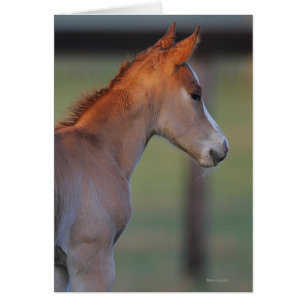 Quarter Horse Foal