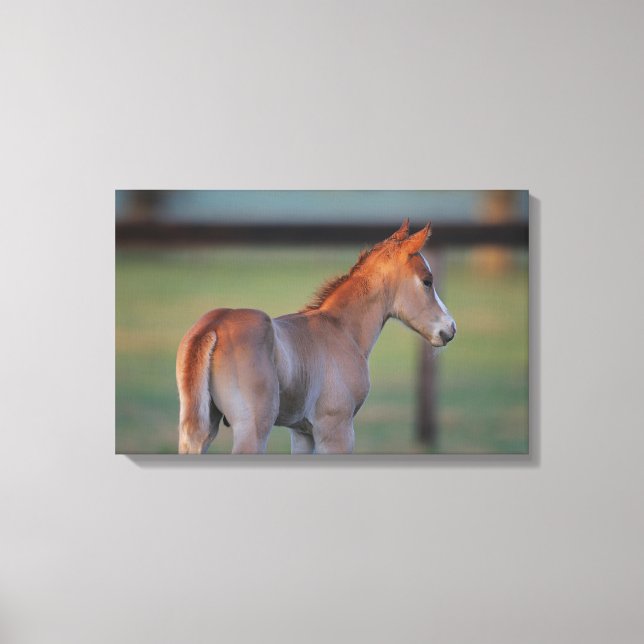 Quarter Horse Foal Canvas Print (Front)
