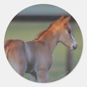 Quarter Horse Foal Classic Round Sticker