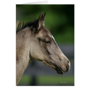 Quarter Horse Foal Headshot