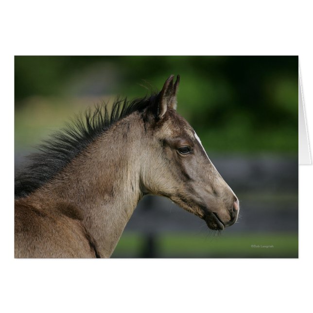 Quarter Horse Foal Headshot (Front Horizontal)