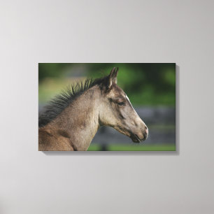 Quarter Horse Foal Headshot Canvas Print