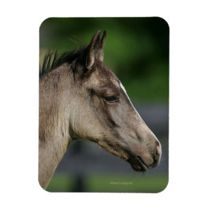 Quarter Horse Foal Headshot Magnet