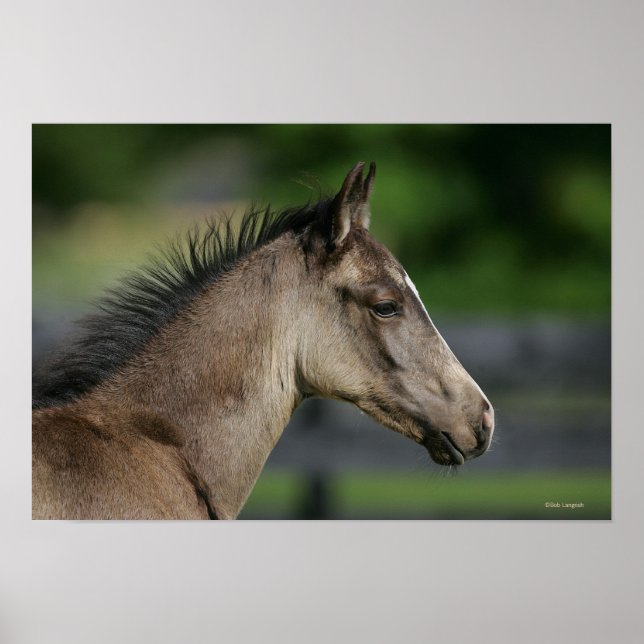 Quarter Horse Foal Headshot Poster (Front)