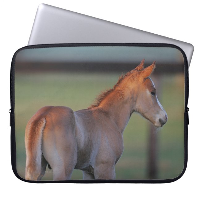 Quarter Horse Foal Laptop Sleeve (Front)