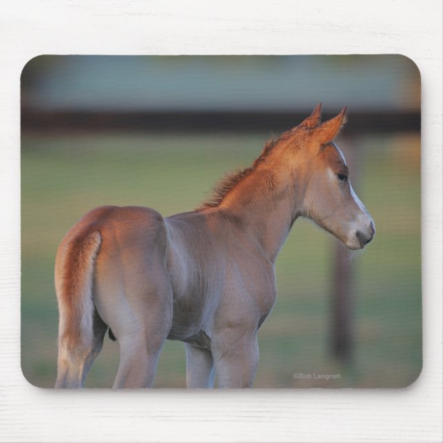 Quarter Horse Foal Mouse Pad (Front)