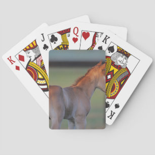 Quarter Horse Foal Playing Cards