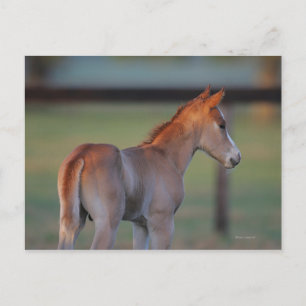 Quarter Horse Foal Postcard