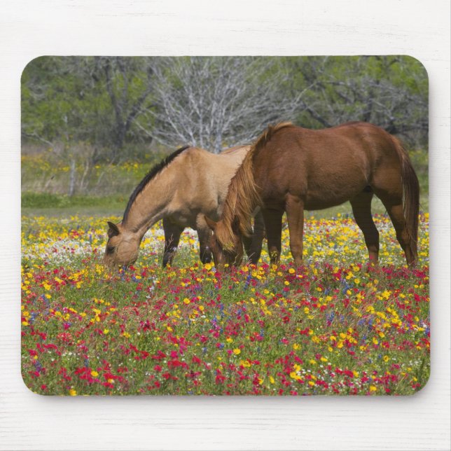 Quarter Horse in field of wildflowers near Cuero Mouse Pad (Front)