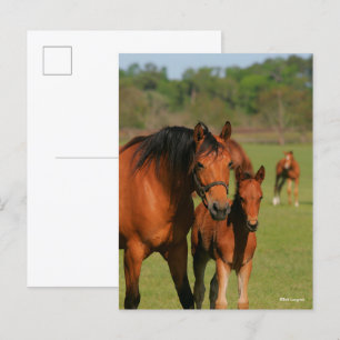 Quarter Horse Mare And Foal Standing Postcard