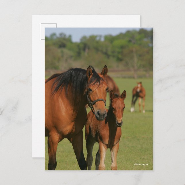 Quarter Horse Mare And Foal Standing Postcard (Front/Back)