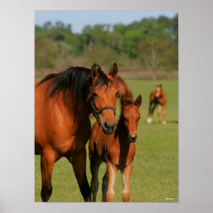 Quarter Horse Mare and Foal Standing Poster