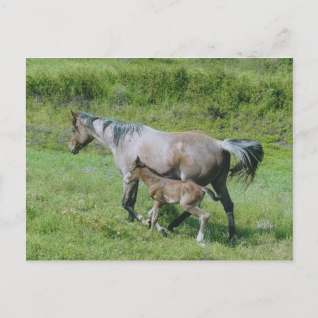 Quarter Horse Mare with Foal at Side Postcard (Front)