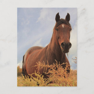 Quarter Horse Postcard