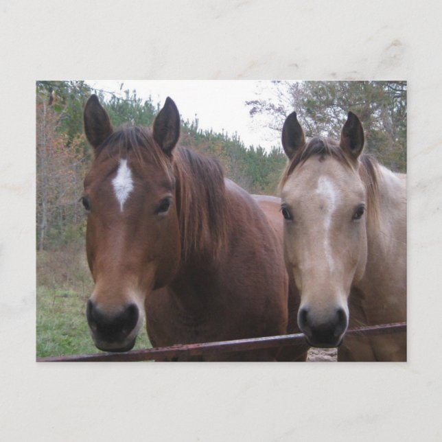 Quarter Horse Postcard (Front)