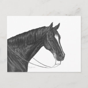 Quarter Horse Postcard
