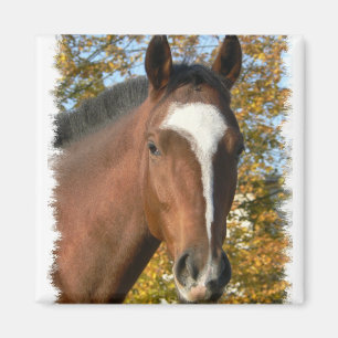 Quarter Horse Square Pin Magnet