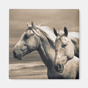 Quarter Horses On Canadian Prairie Magnet