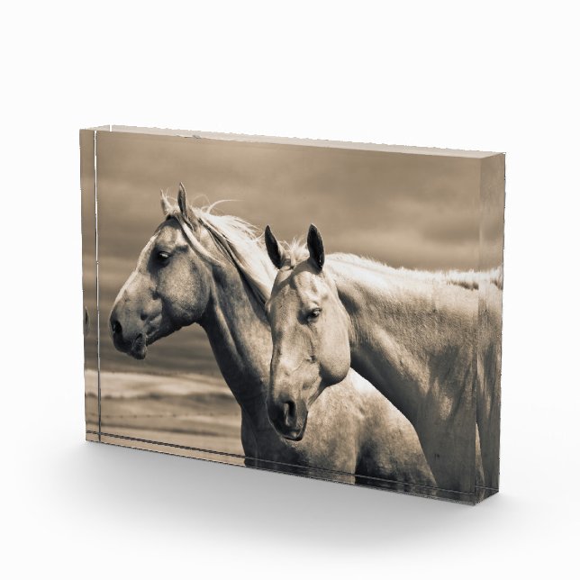 Quarter Horses On Canadian Prairie Photo Block (Right)