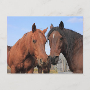 Quarter Horses Postcard