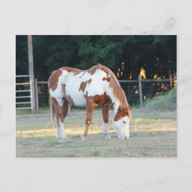 Quarterhorse 2 postcard (Front)